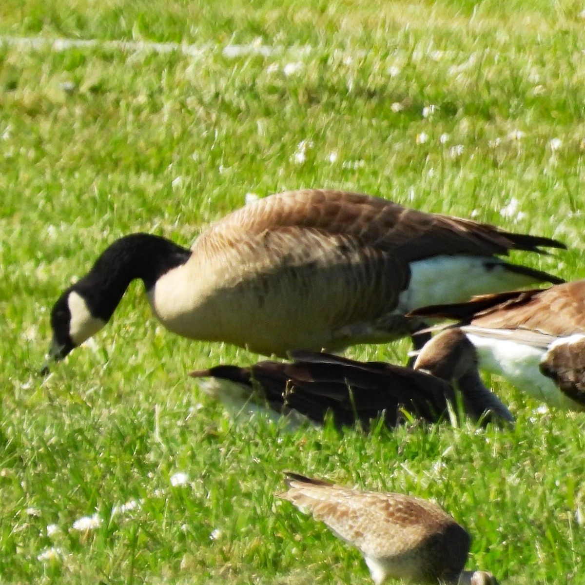 Canada Goose - ML634831128