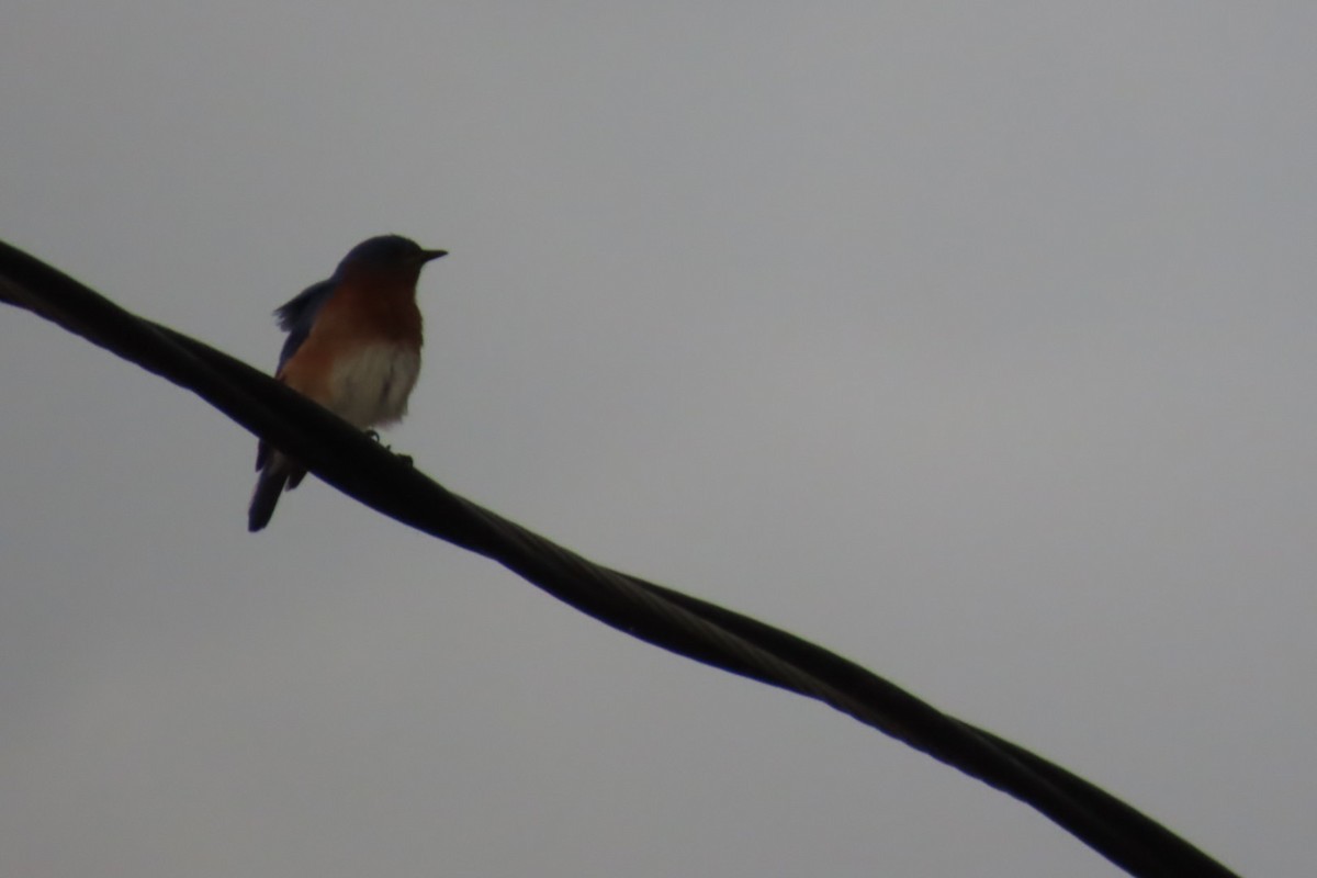 Eastern Bluebird - ML634831140