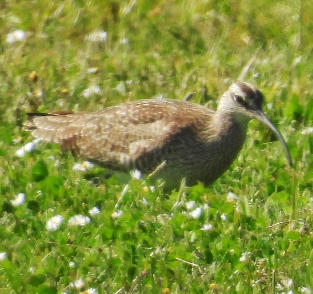 Whimbrel (Hudsonian) - ML634831147