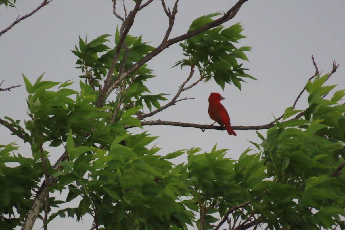 Summer Tanager - ML634831187