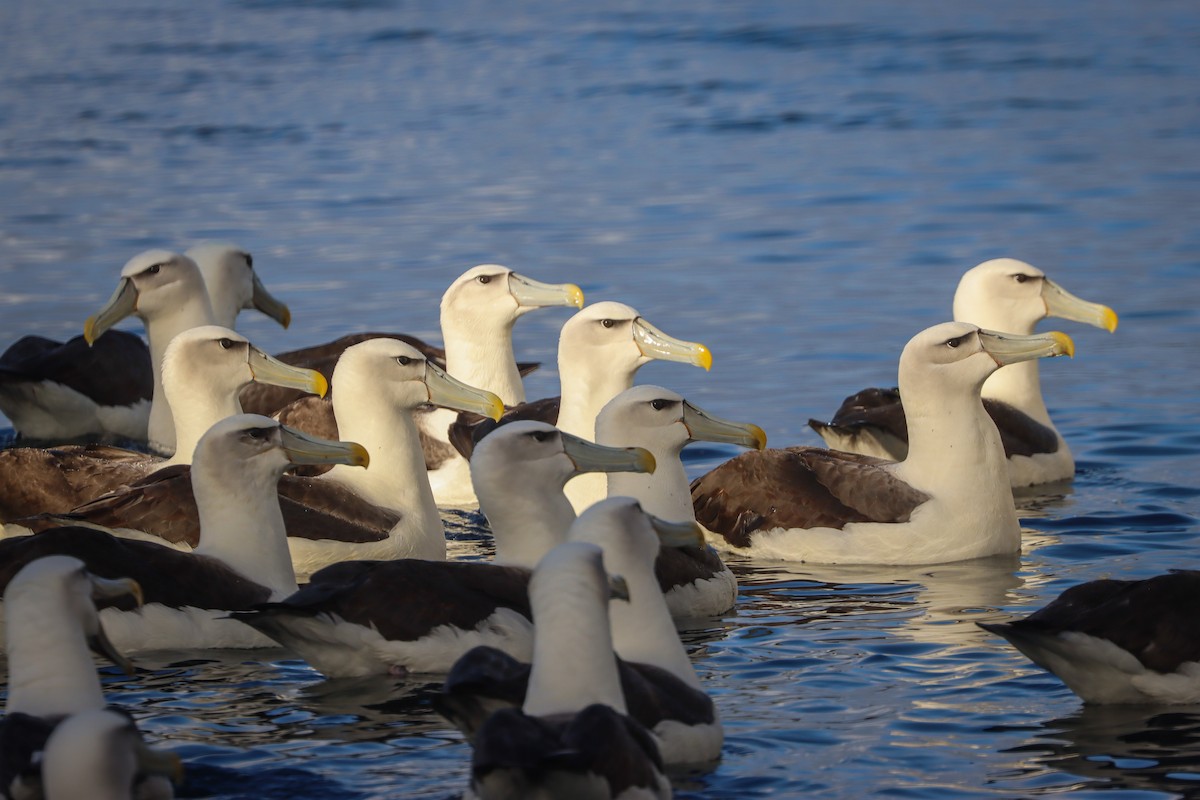 White-capped Albatross - ML634831207