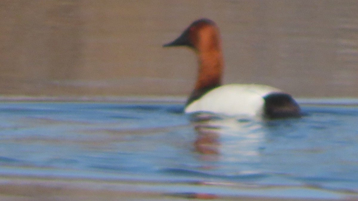 Canvasback - ML634831210