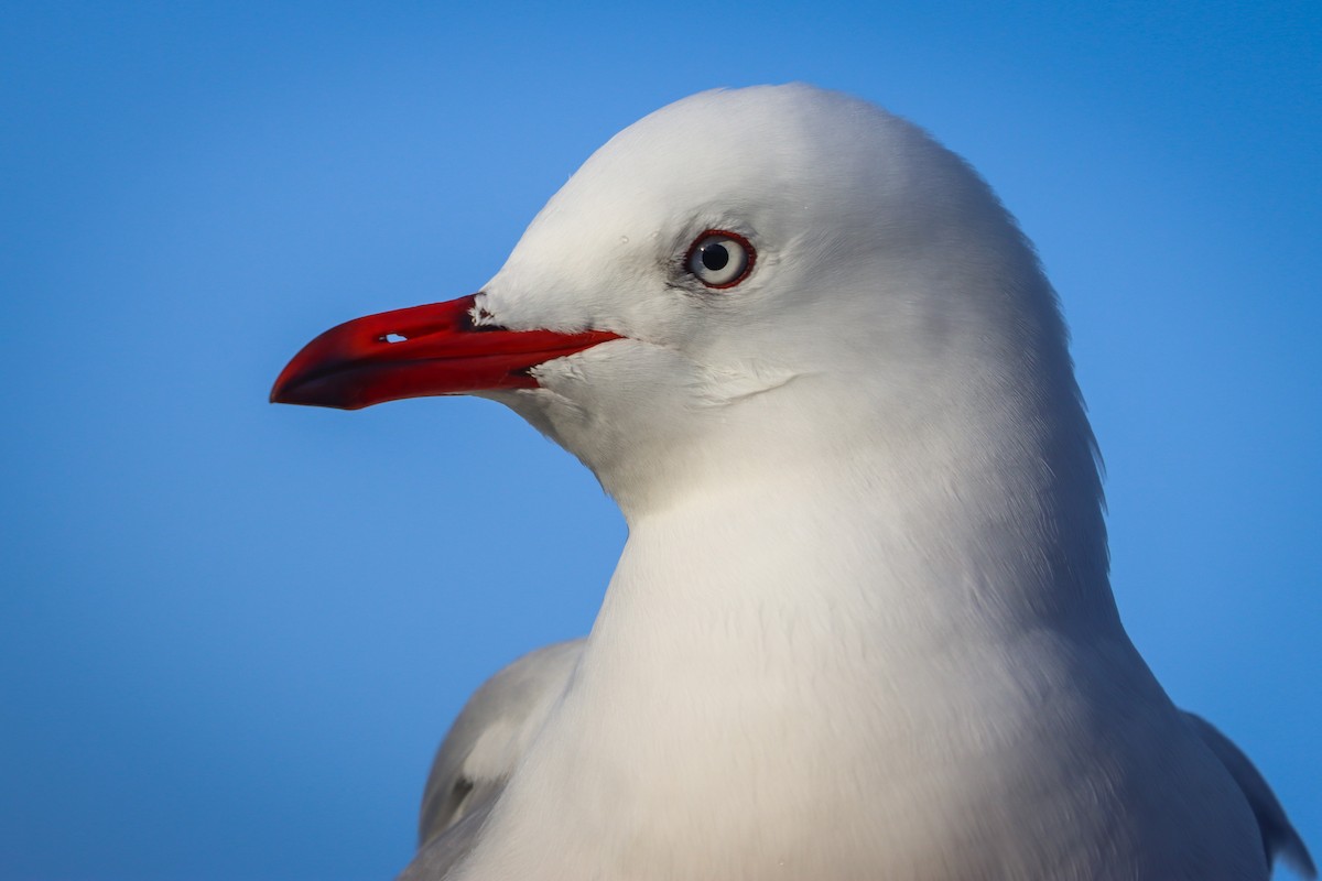 Silver Gull - ML634831215