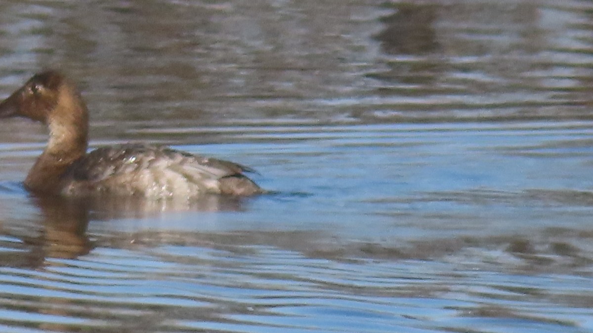 Canvasback - ML634831247