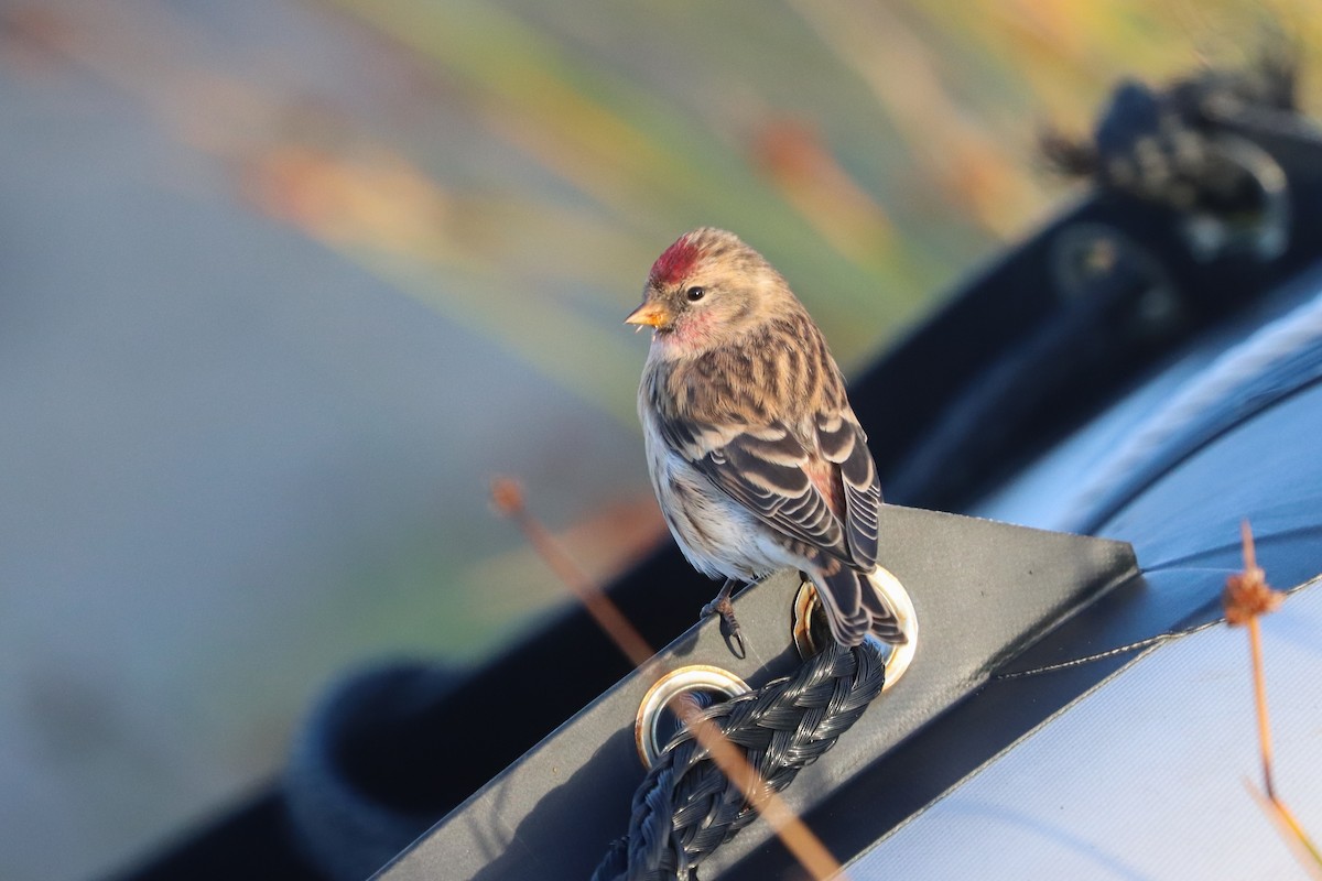Redpoll - ML634831248