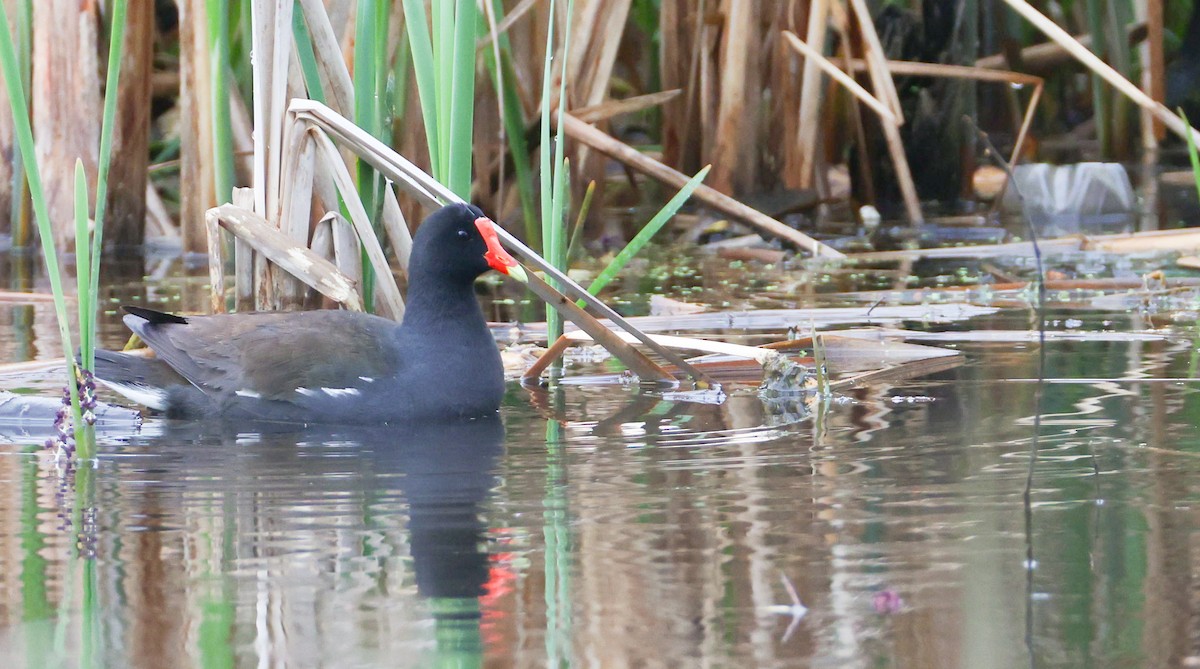 Common Gallinule - ML634831254
