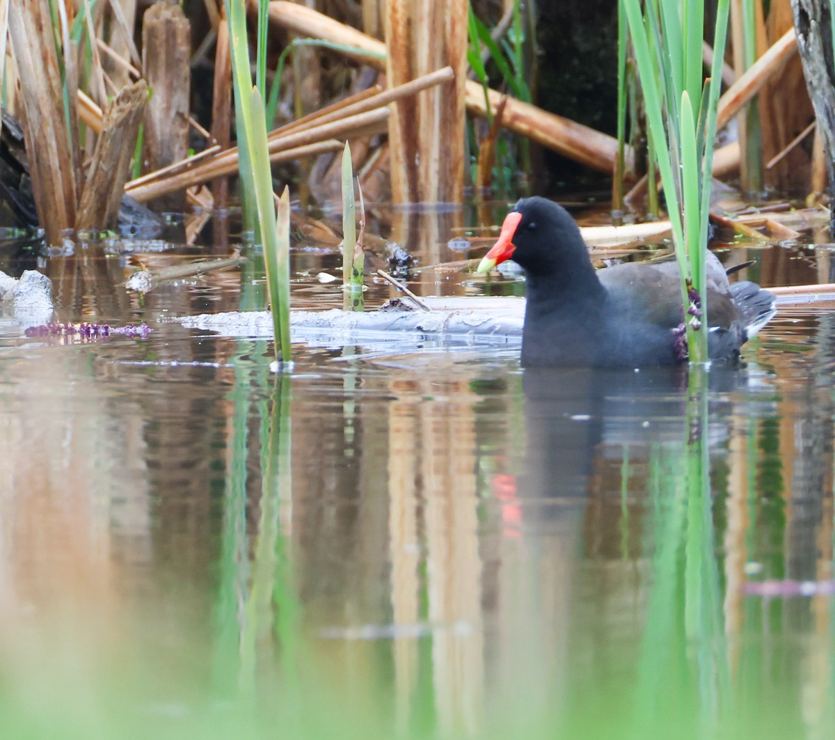 Common Gallinule - ML634831258
