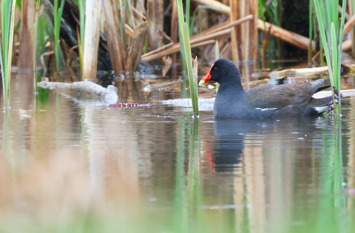 Common Gallinule - ML634831267