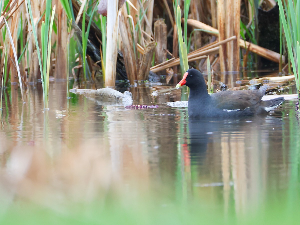 Common Gallinule - ML634831270