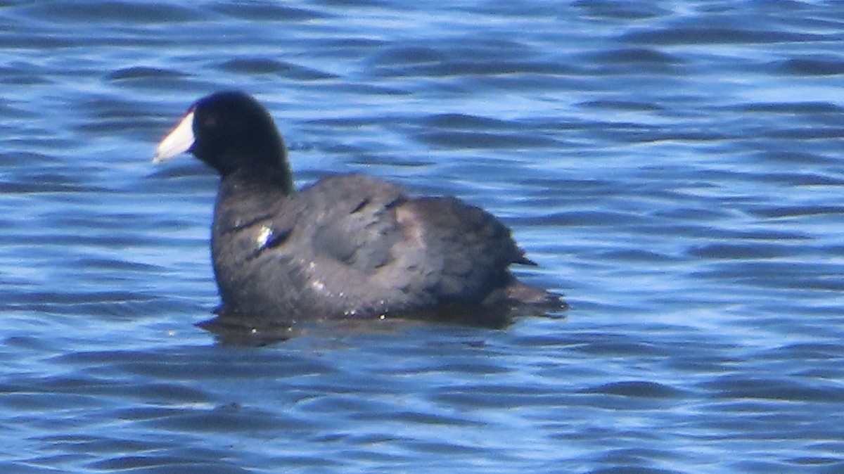 American Coot - ML634831275
