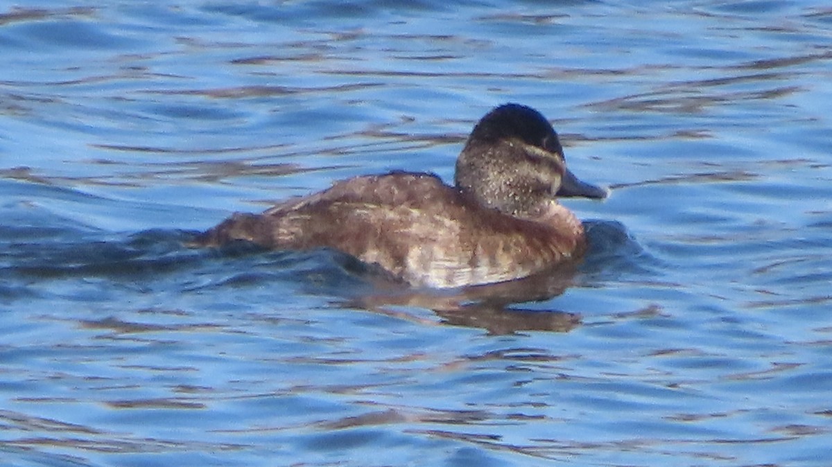 Ruddy Duck - ML634831292
