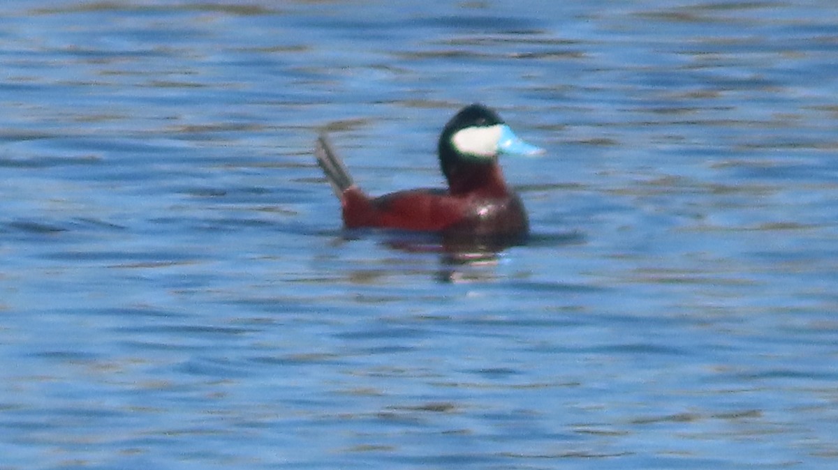 Ruddy Duck - ML634831302