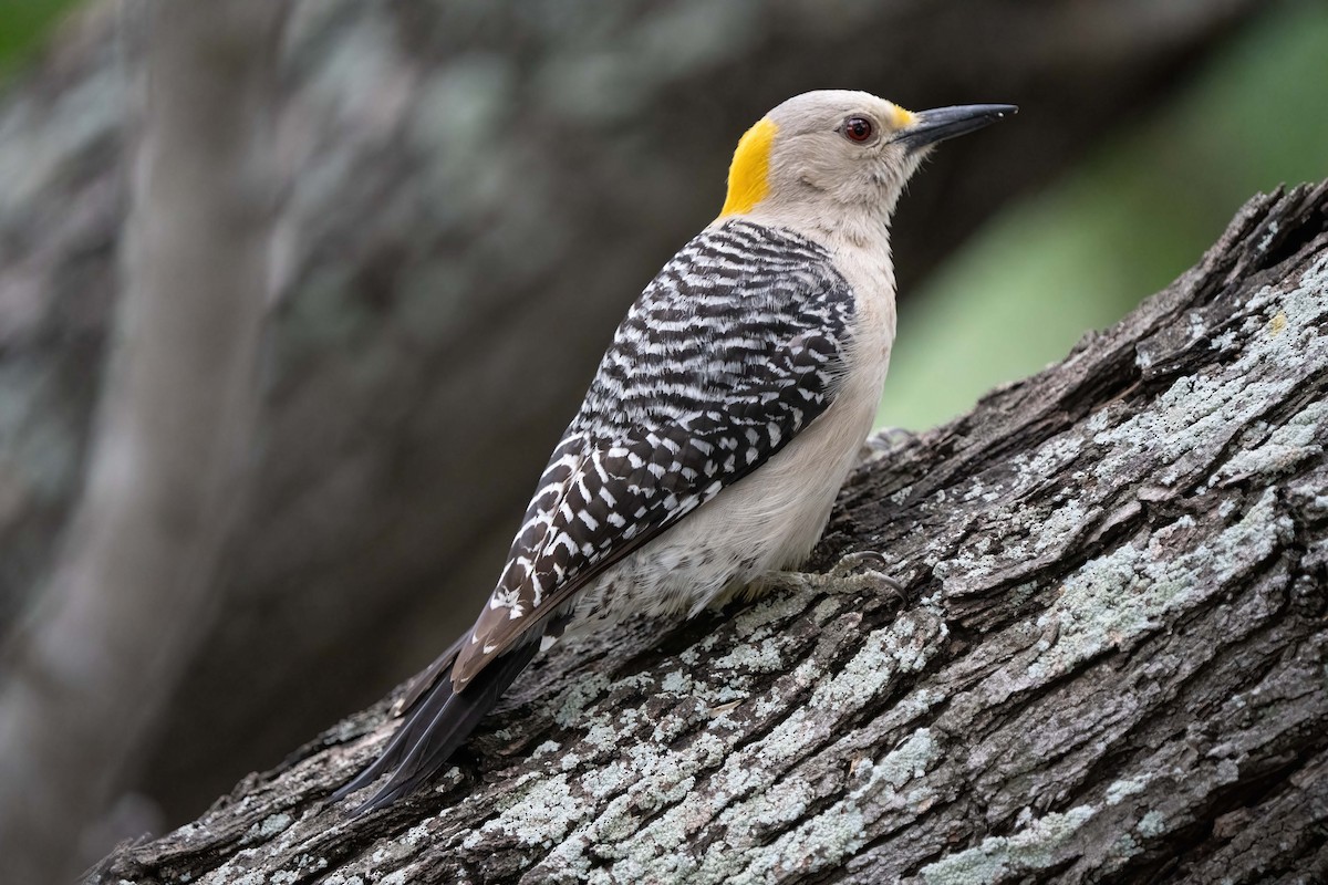 Golden-fronted Woodpecker - ML634831324