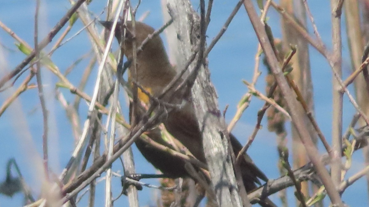 Yellow-headed Blackbird - ML634831408