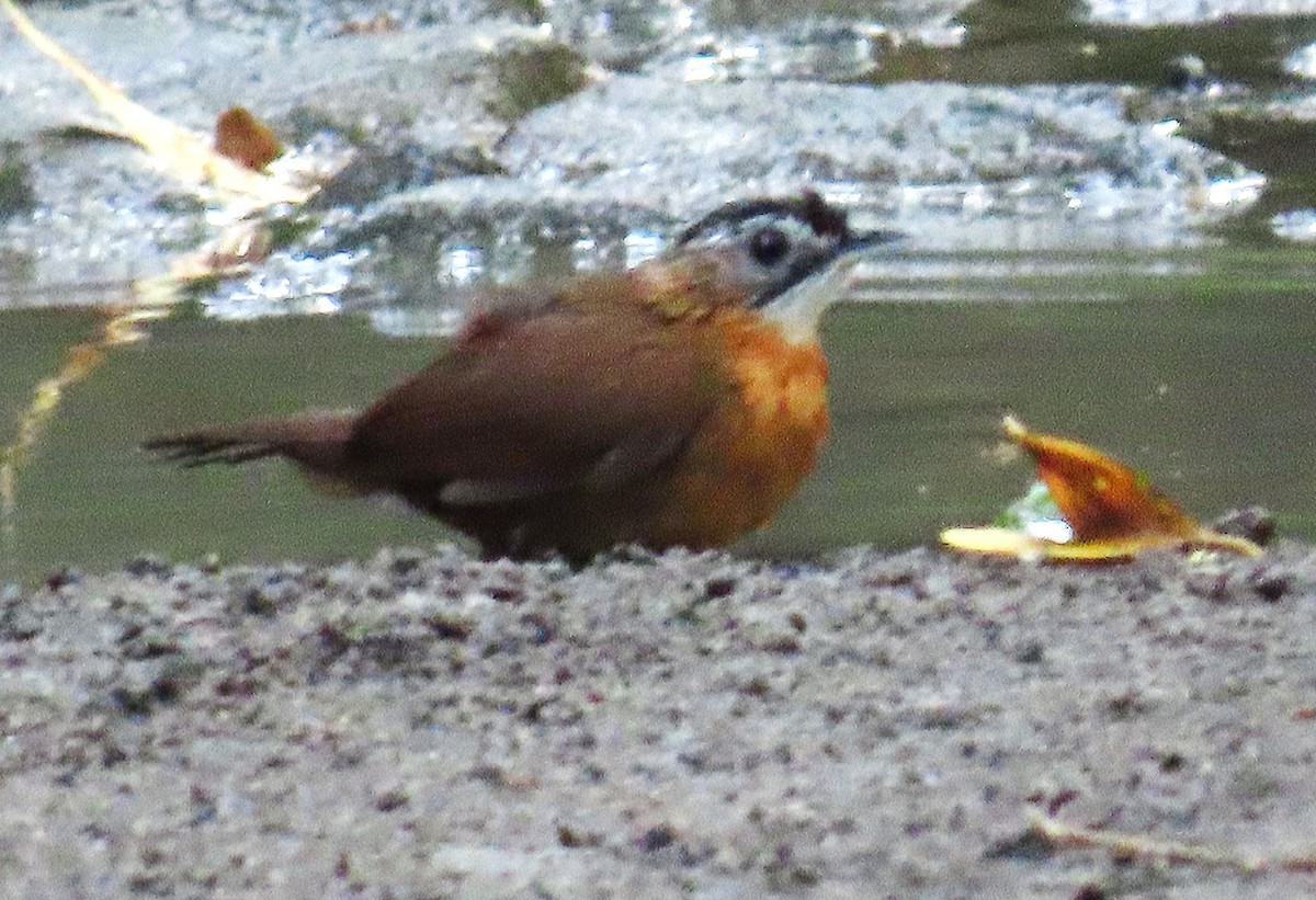 Malayan Black-capped Babbler - ML634831473
