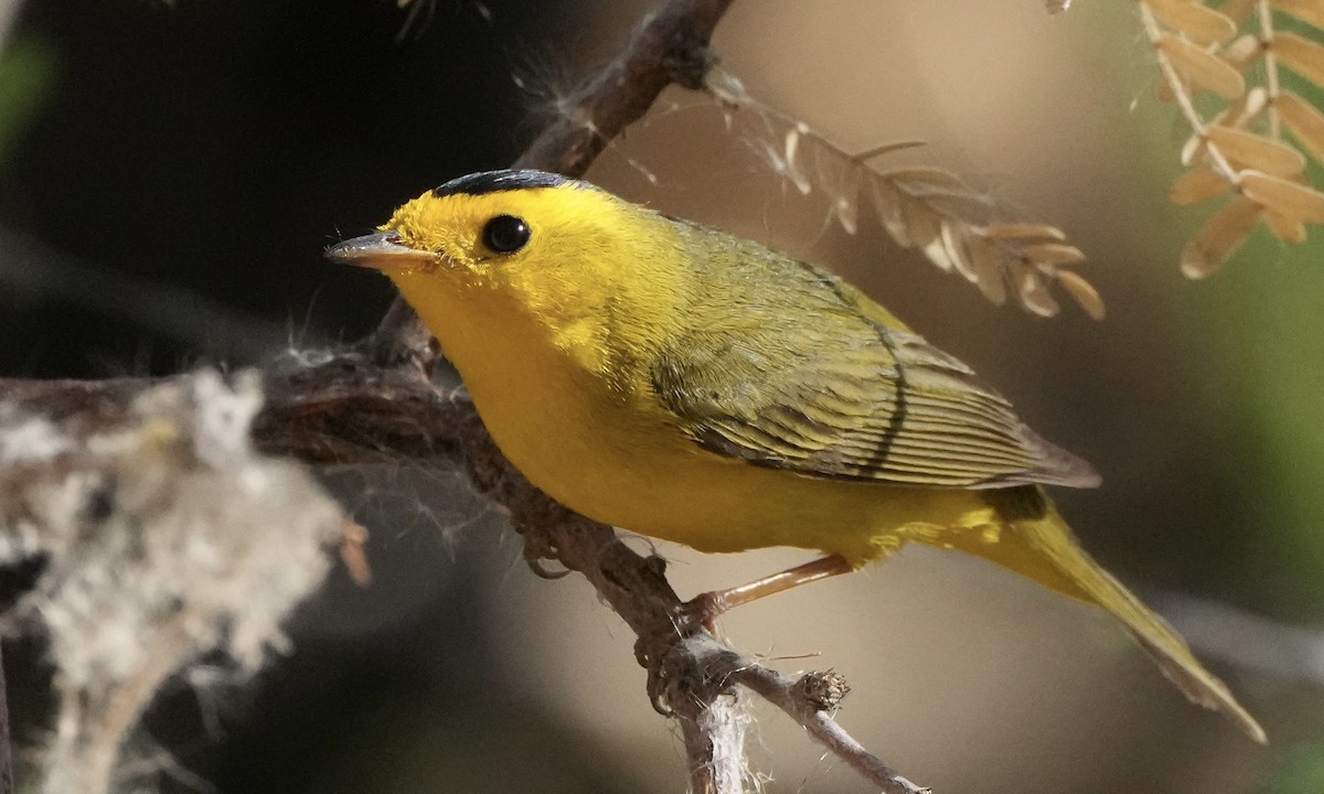 Wilson's Warbler - ML634831505