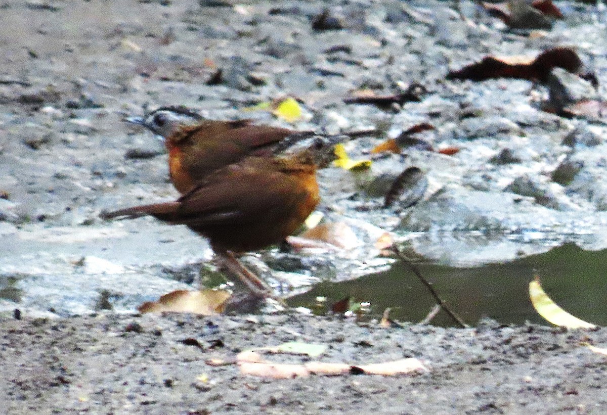 Malayan Black-capped Babbler - ML634831554
