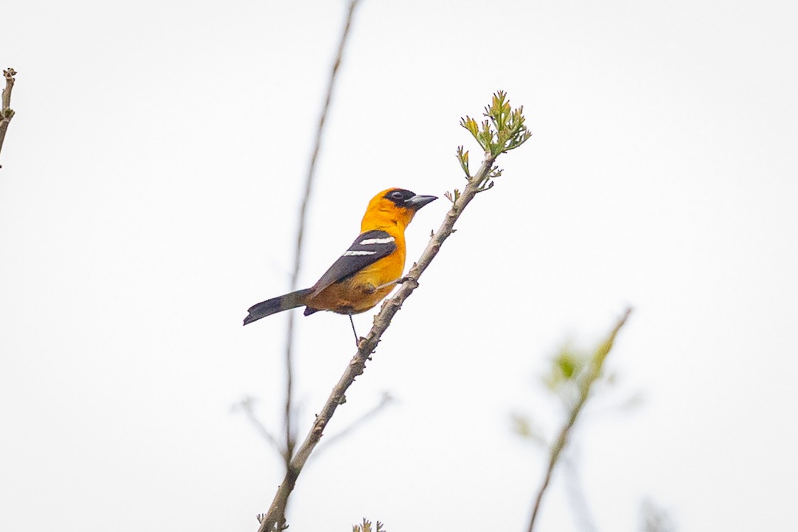 White-winged Tanager - ML634831632