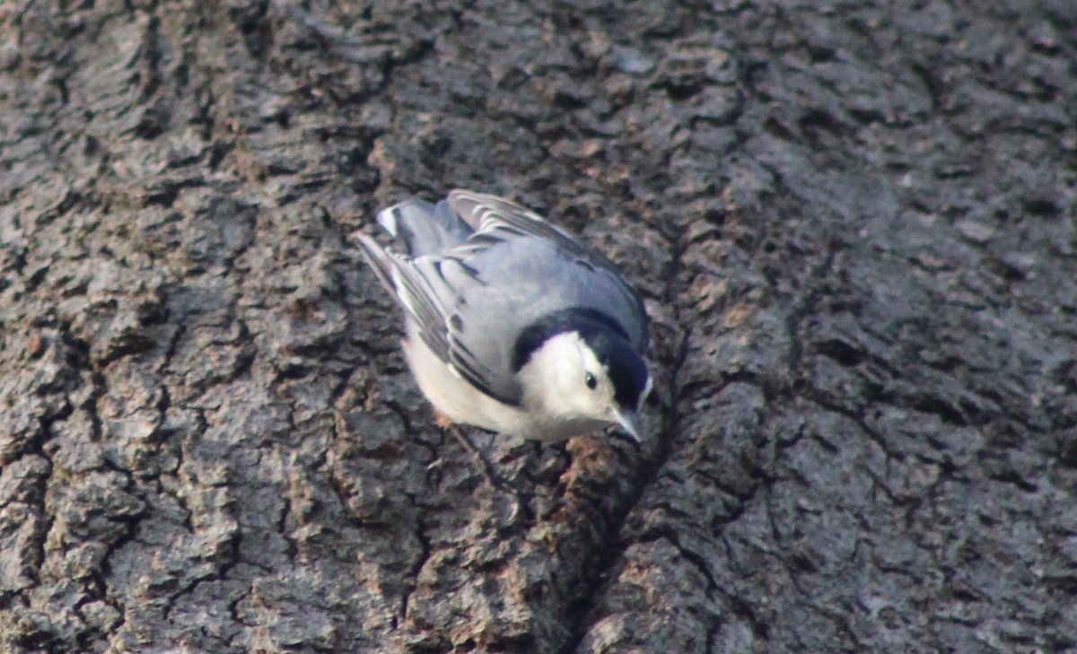 White-breasted Nuthatch - ML634831663