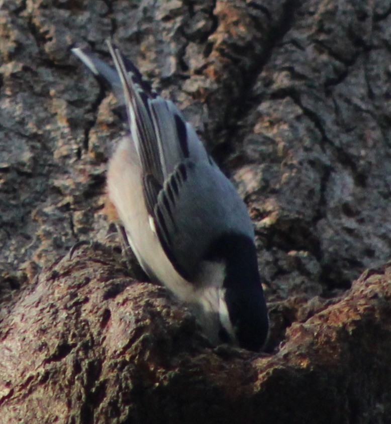 White-breasted Nuthatch - ML634831664