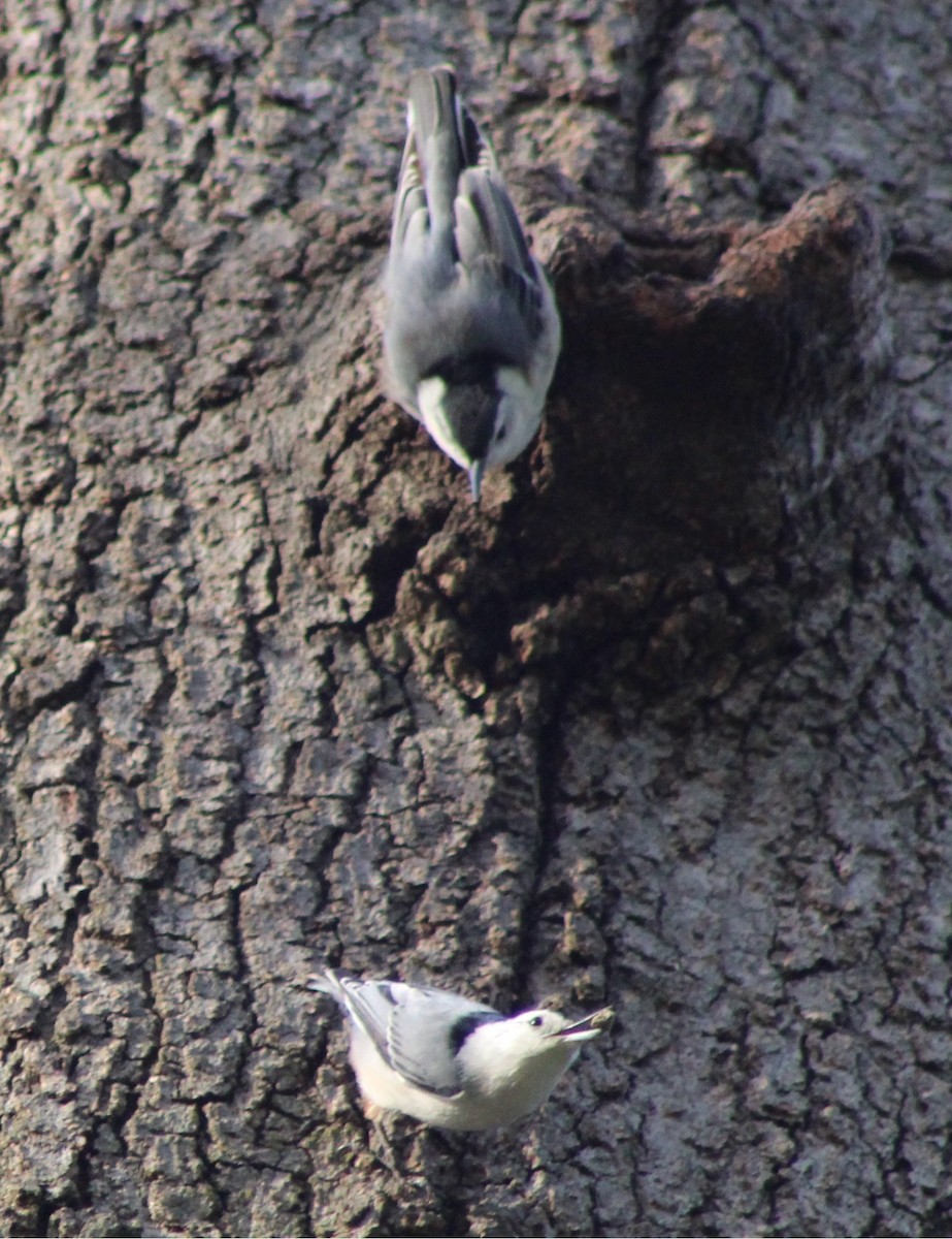 White-breasted Nuthatch - ML634831665