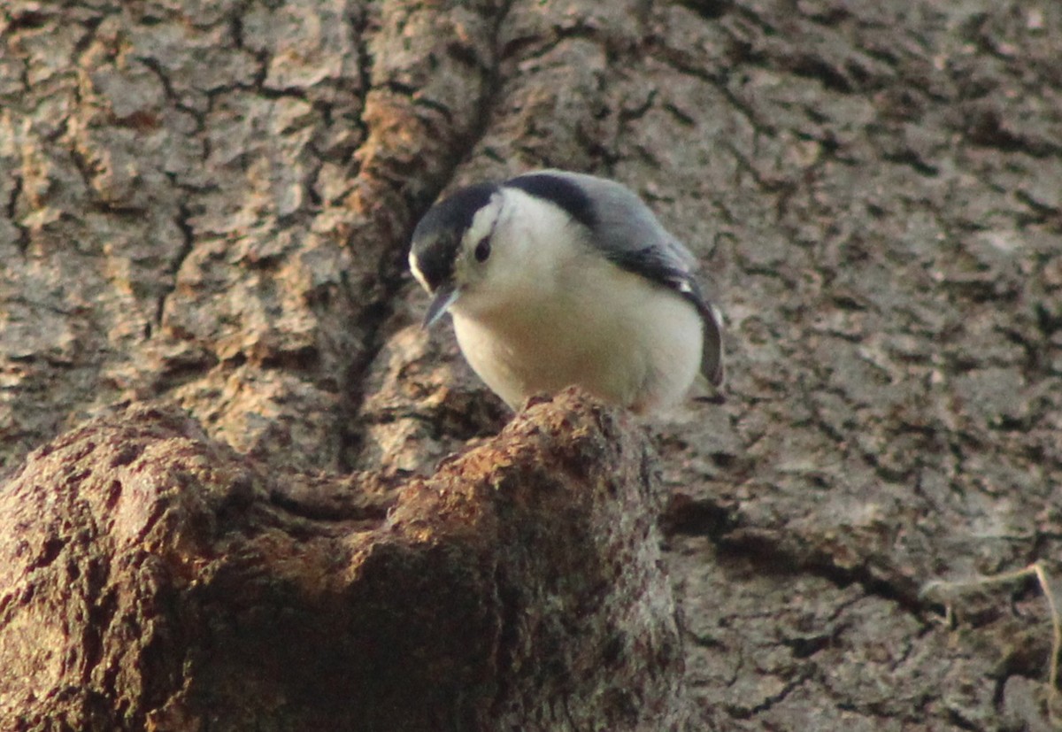 White-breasted Nuthatch - ML634831666