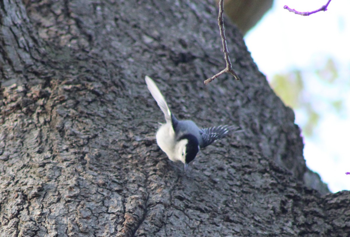 White-breasted Nuthatch - ML634831668