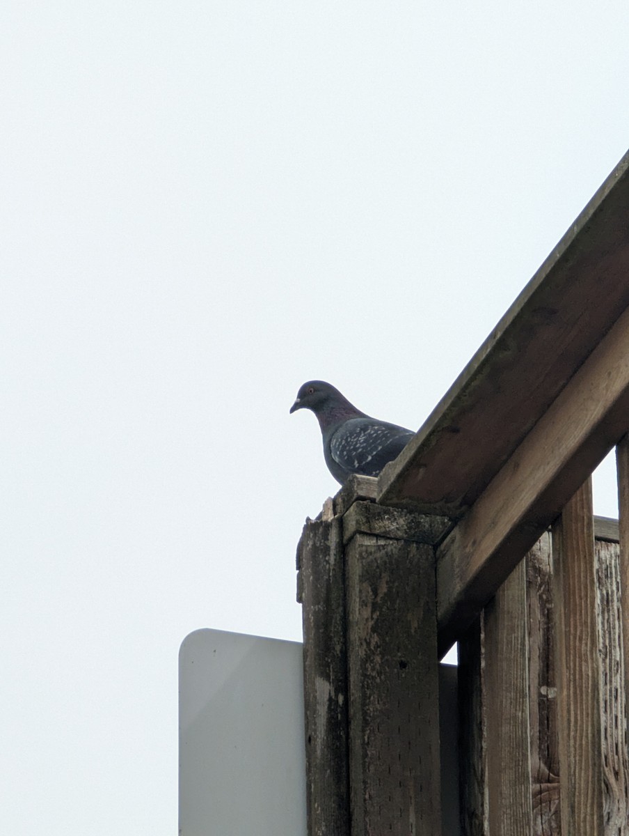 Rock Pigeon (Feral Pigeon) - ML634831776