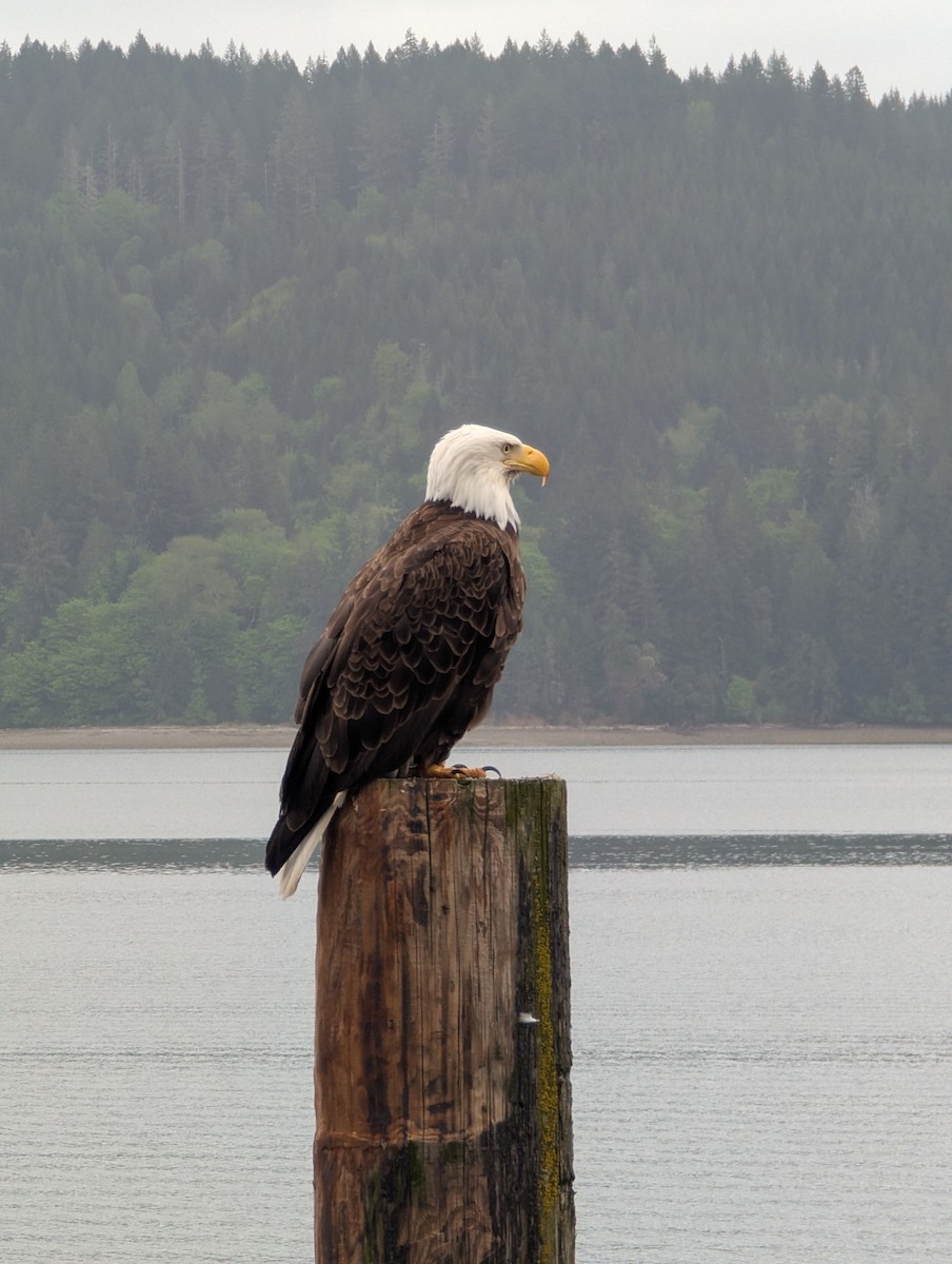 Bald Eagle - ML634831816