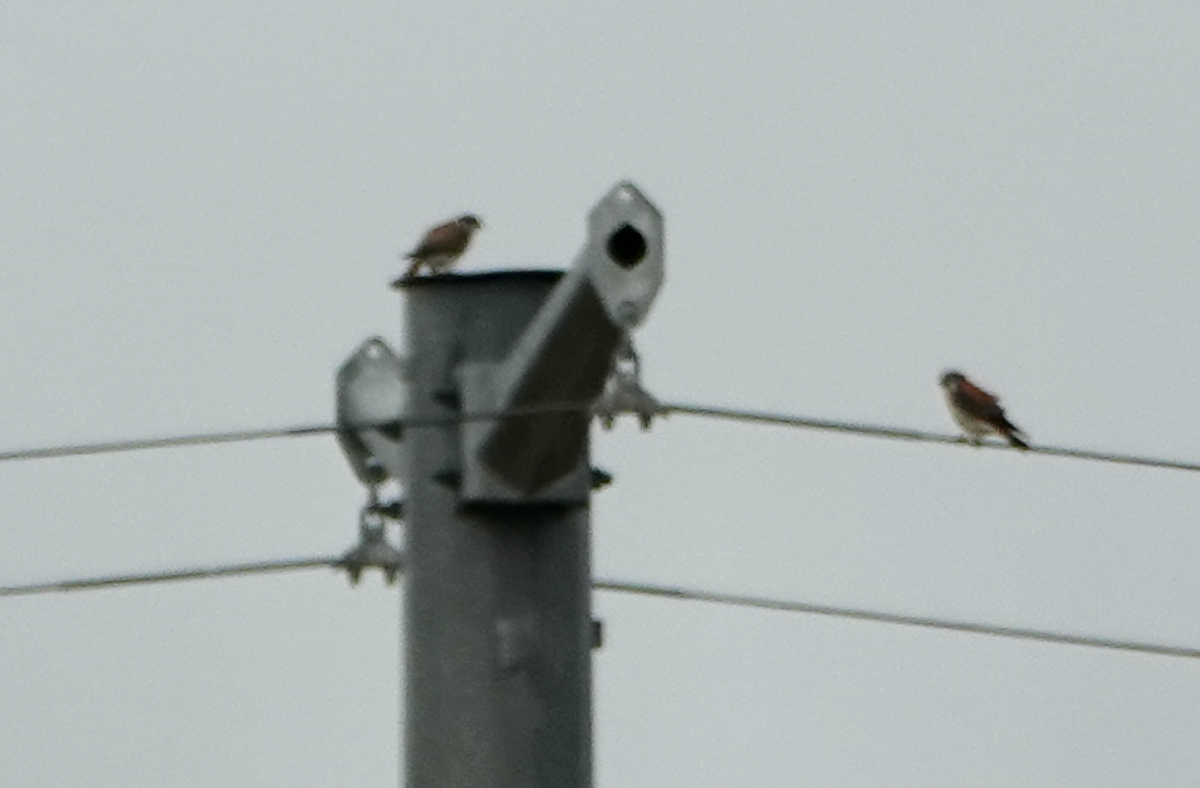 American Kestrel - ML634831970