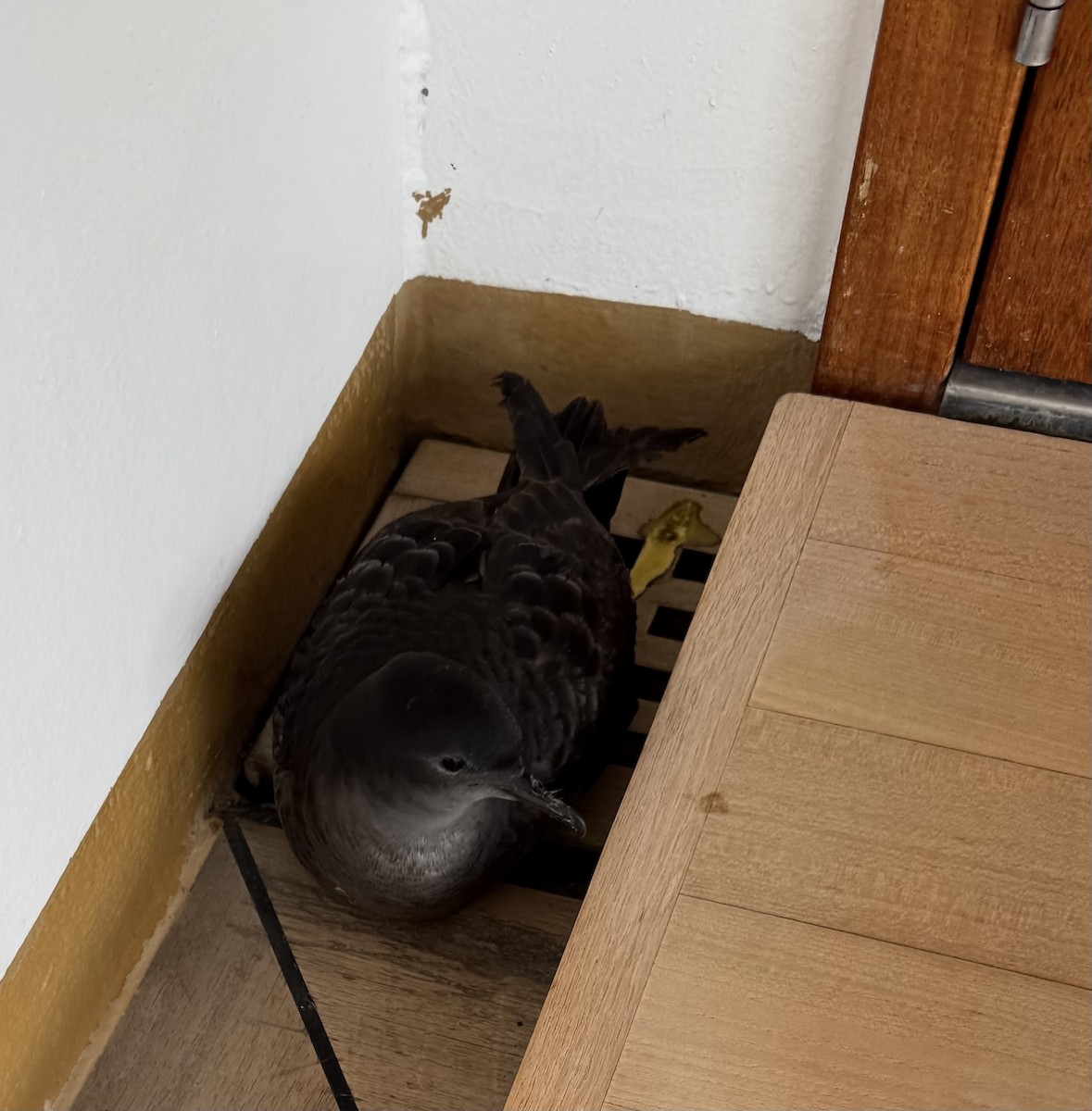 Short-tailed Shearwater - ML634832046