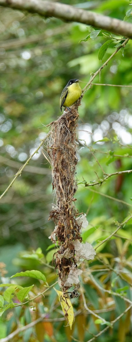 Common Tody-Flycatcher - ML634832086