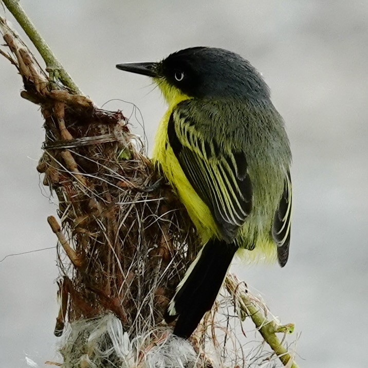 Common Tody-Flycatcher - ML634832087