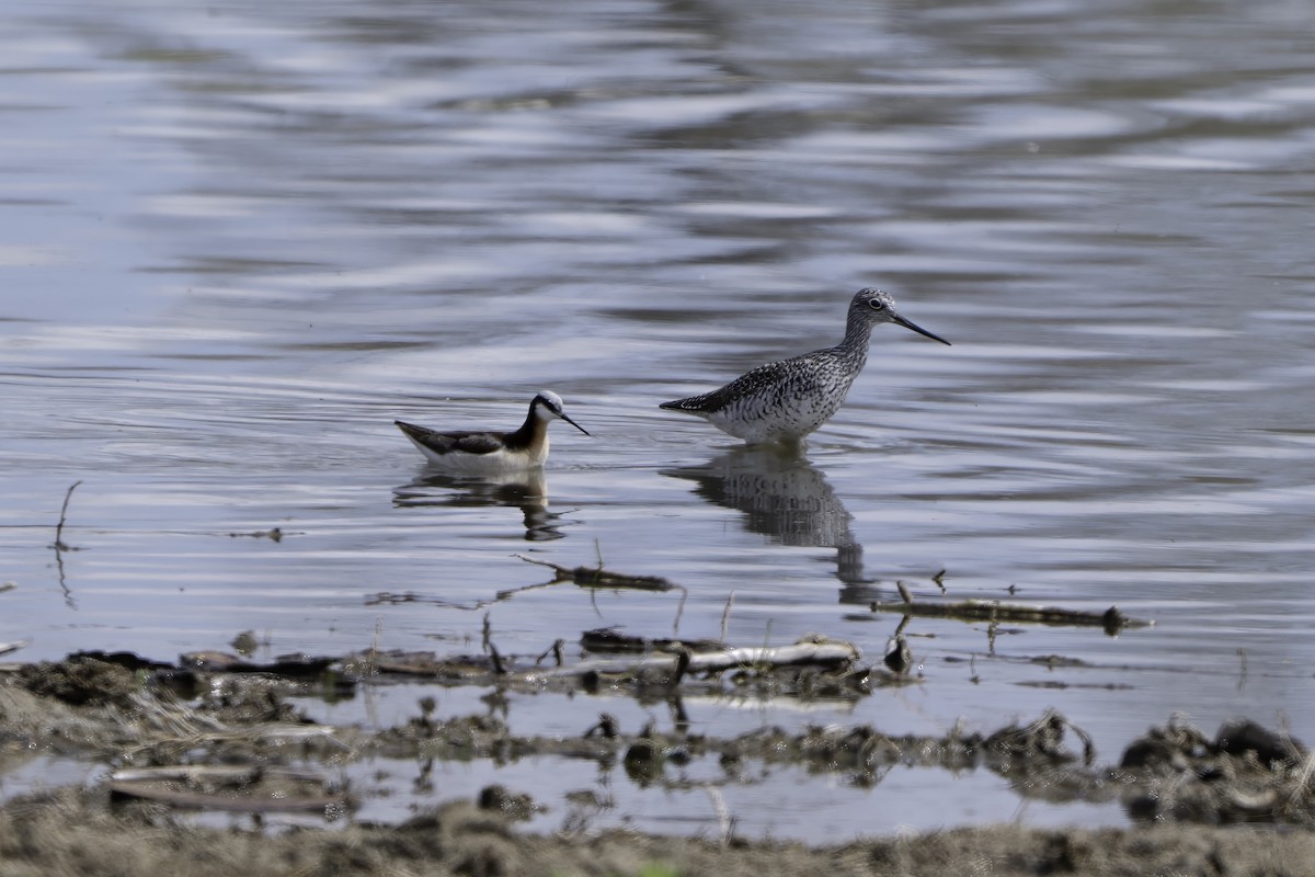 Wilson's Phalarope - ML634832110