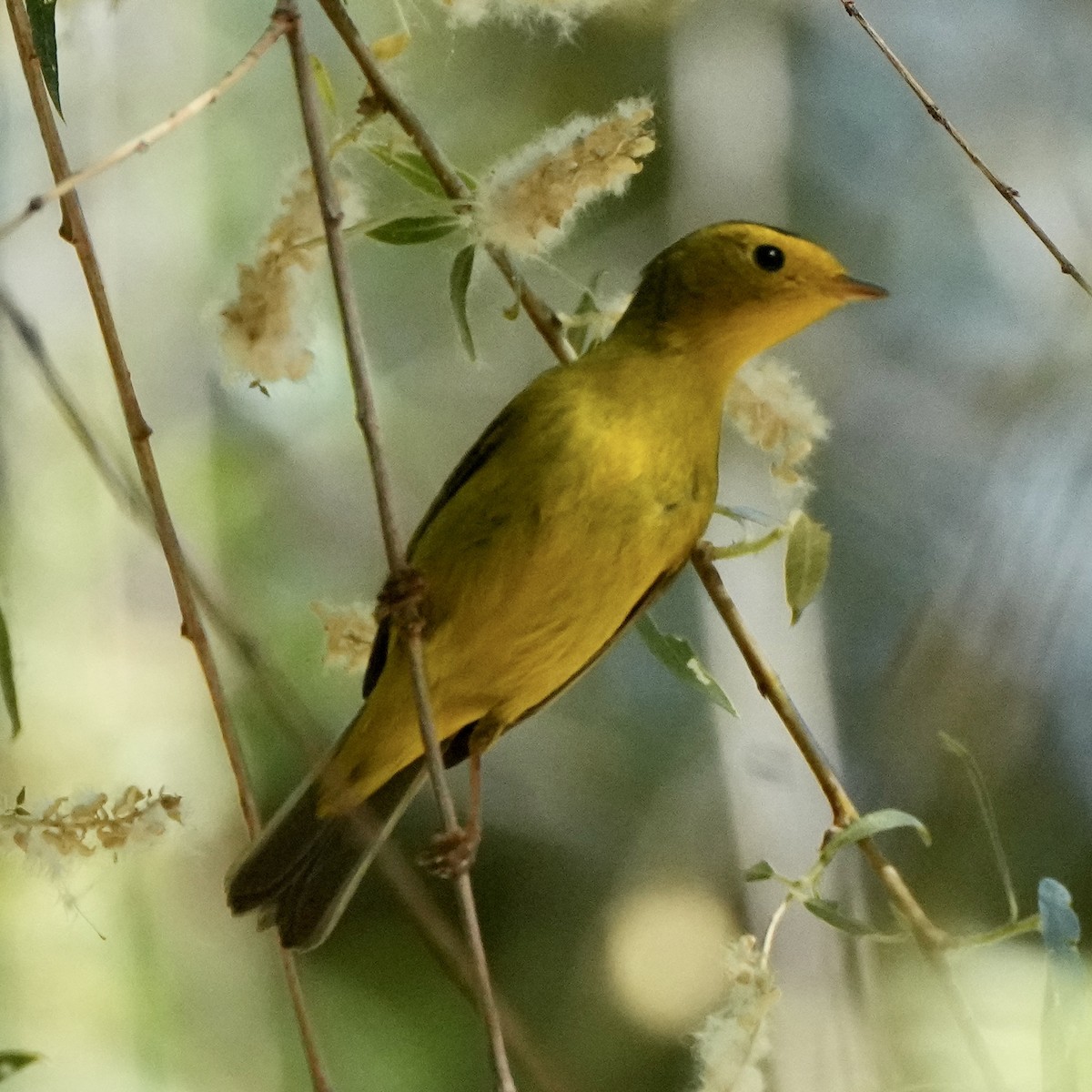 Wilson's Warbler - ML634832148