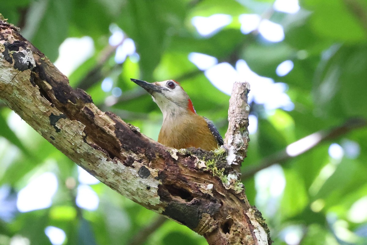 Jamaican Woodpecker - ML634832202
