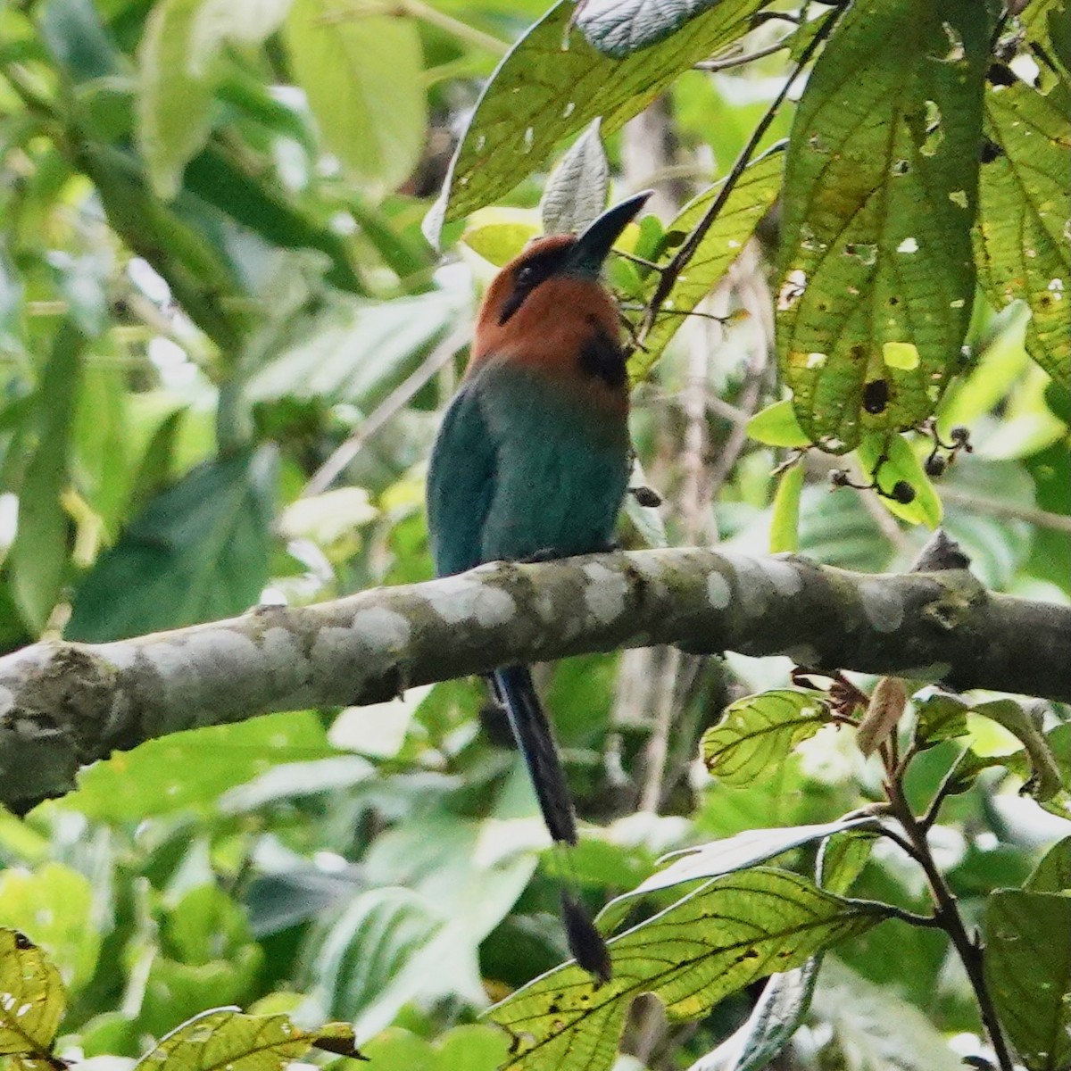 Broad-billed Motmot - ML634832290