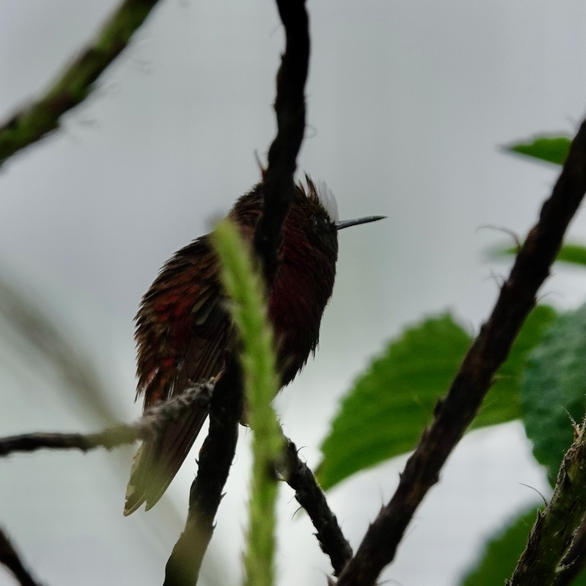 Snowcap - ML634832383