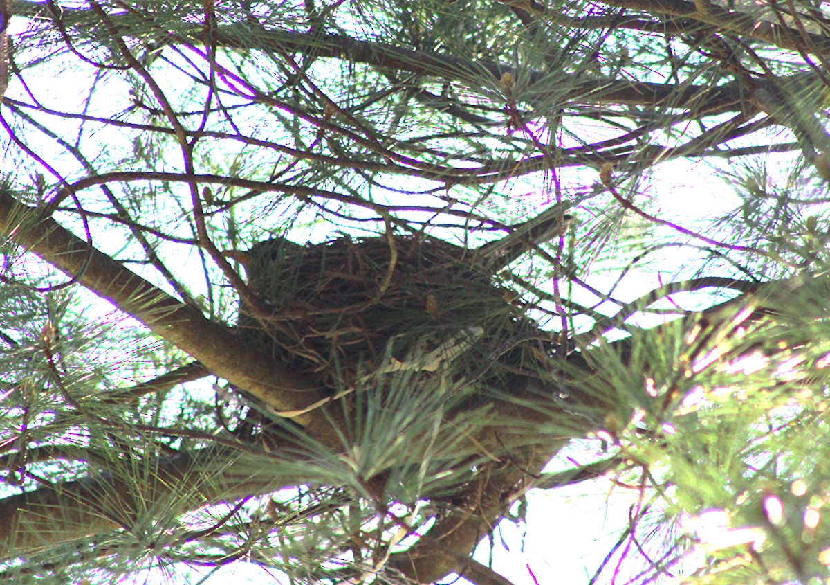 American Robin - ML634832408