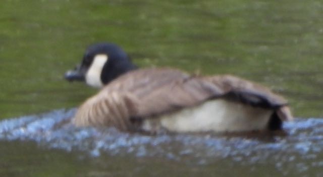 Branta kanadar handia - ML634832429