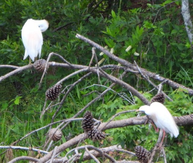 Koartzatxo itzaina - ML634832443