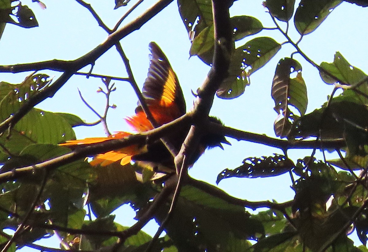 Fiery Minivet - ML634832450