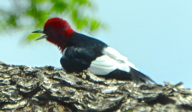Red-headed Woodpecker - ML634832463