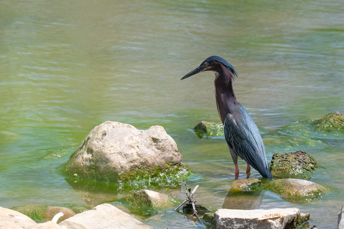 Green Heron - ML634832464