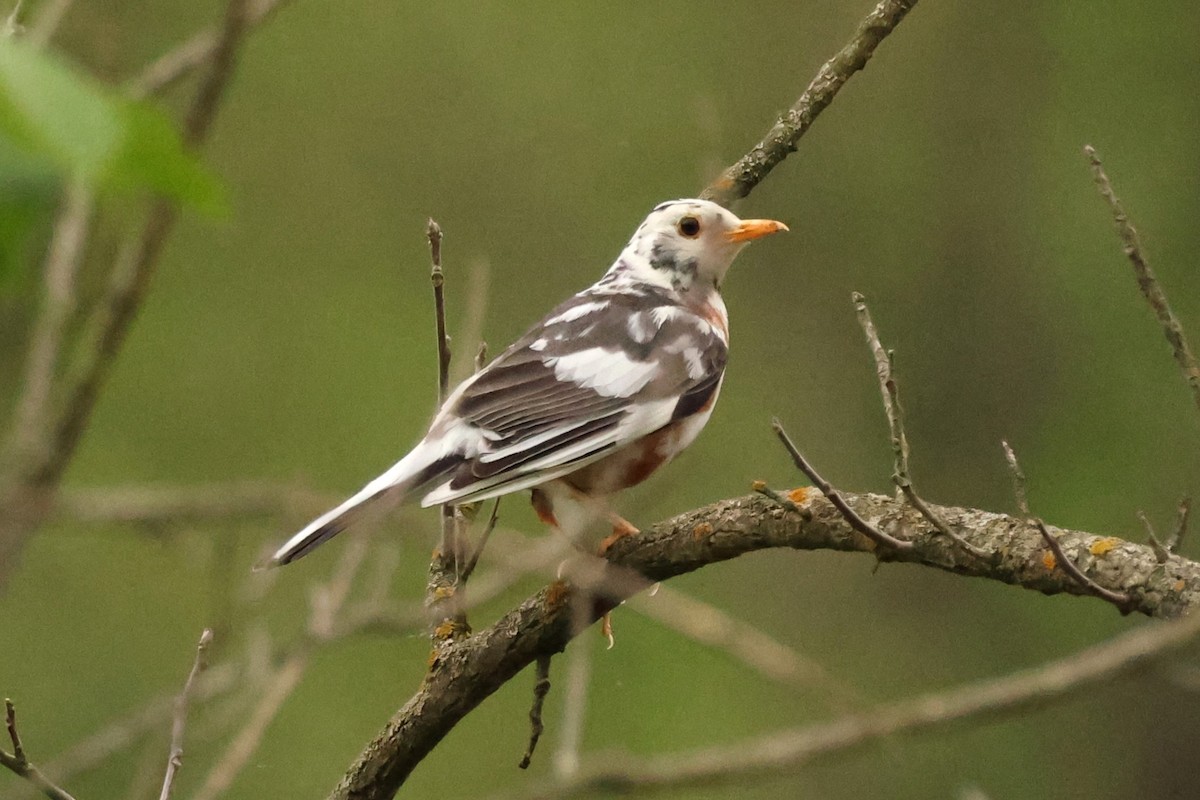 American Robin - ML634832469