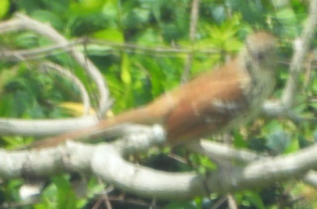 Kuitlakotxe gorrizta - ML634832477