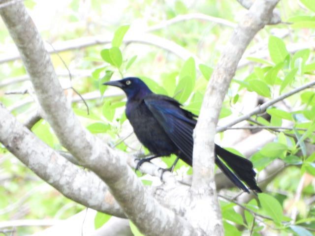 Common Grackle - ML634832497