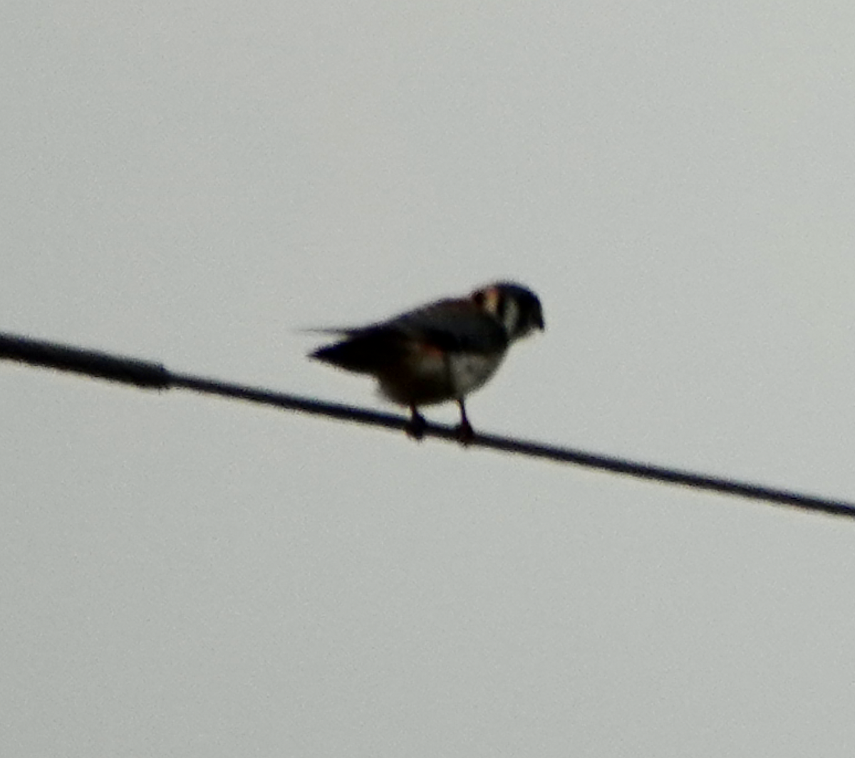 American Kestrel - ML634832577