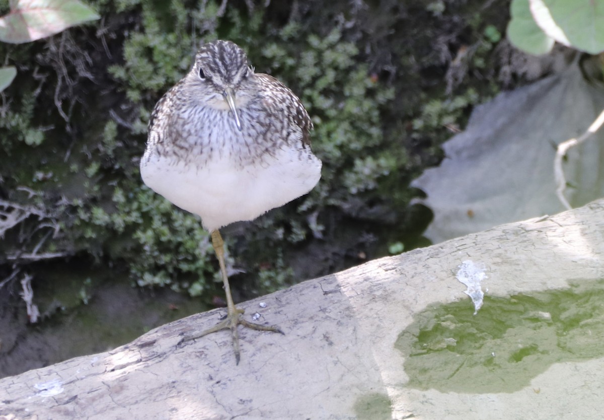 Solitary Sandpiper - ML634832578