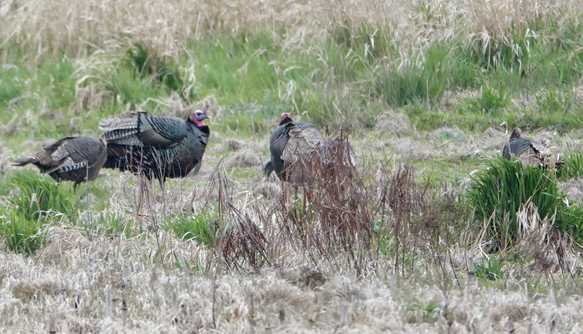 Wild Turkey - ML634832585